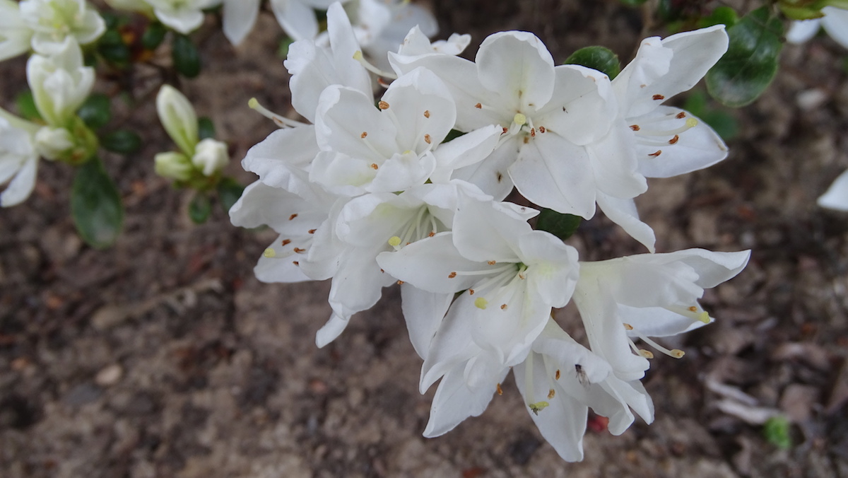Kermesinum album